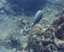 Chirurgien lieutenant dans le lagon