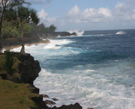 Pandanus